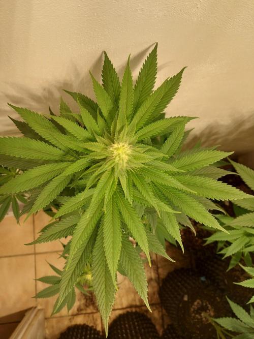 Desert & Candy. Week 8 - Pichu