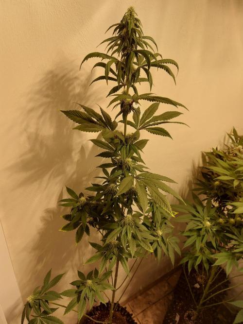 Desert & Candy. Week 8 - Space Station