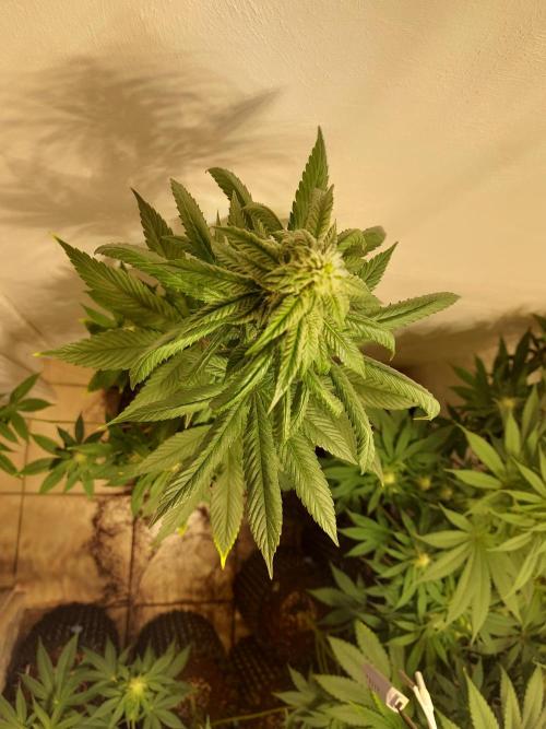 Desert & Candy. Week 8 - Space Station