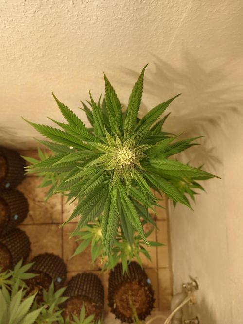 Desert & Candy. Week 8 - Super Dip