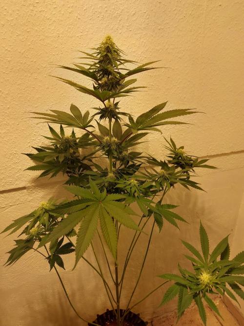 Mixed Hybrids. Week 8 - Forbidden Boof