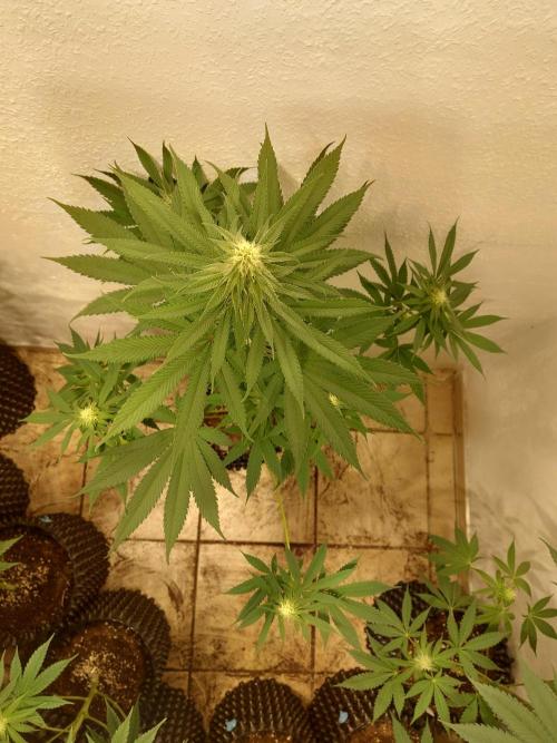 Mixed Hybrids. Week 8 - Forbidden Boof