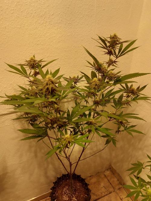 Mixed Hybrids. Week 8 - Gasserole