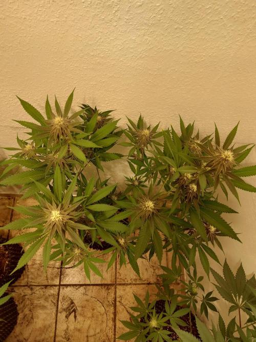 Mixed Hybrids. Week 8 - Gasserole