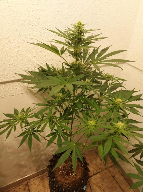 Mixed Hybrids. Week 8 - Motivation