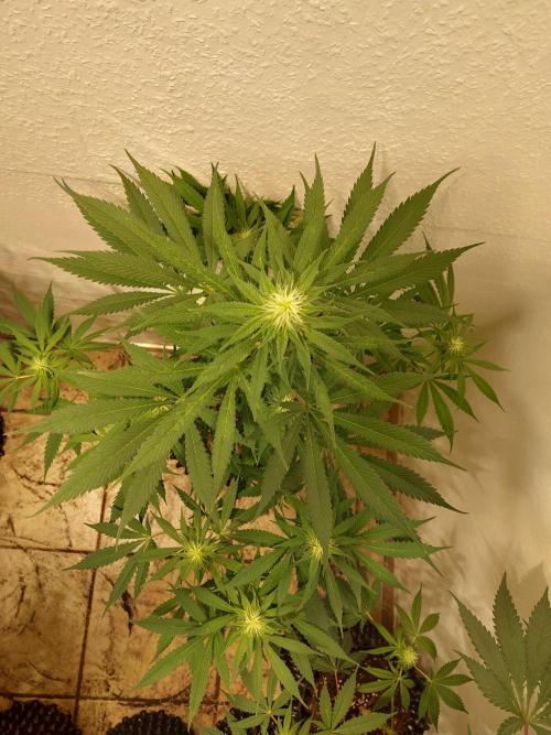 Mixed Hybrids. Week 8 - Motivation