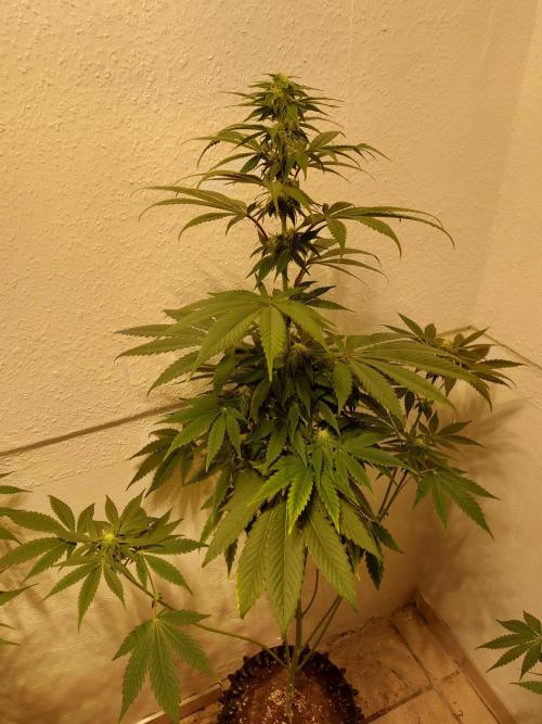 Mixed Hybrids. Week 8 - Shinigami