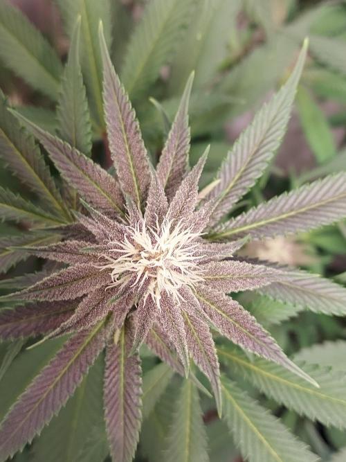 Mixed Hybrids. Week 8 - Gasserole