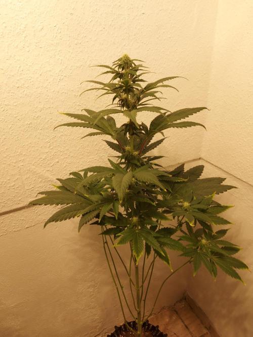 Gas & Funk. Week 8 - Black Belts