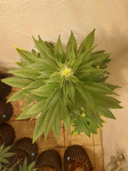 Gas & Funk. Week 8 - Black Belts