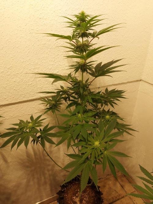 Gas & Funk. Week 8 - Presidential Pardon