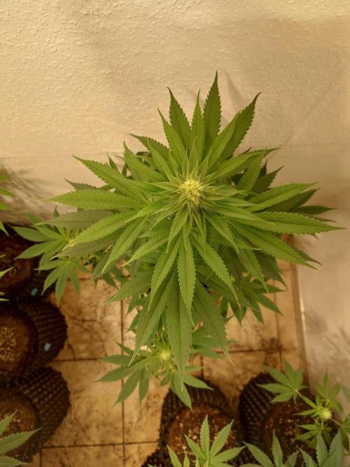 Gas & Funk. Week 8 - Presidential Pardon