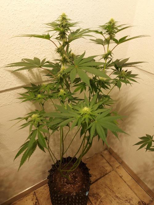 Gas & Funk. Week 8 - Sherbdog