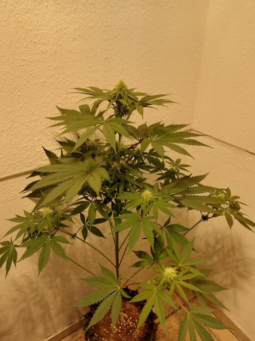 Gas & Funk. Week 8 - Terpgasm