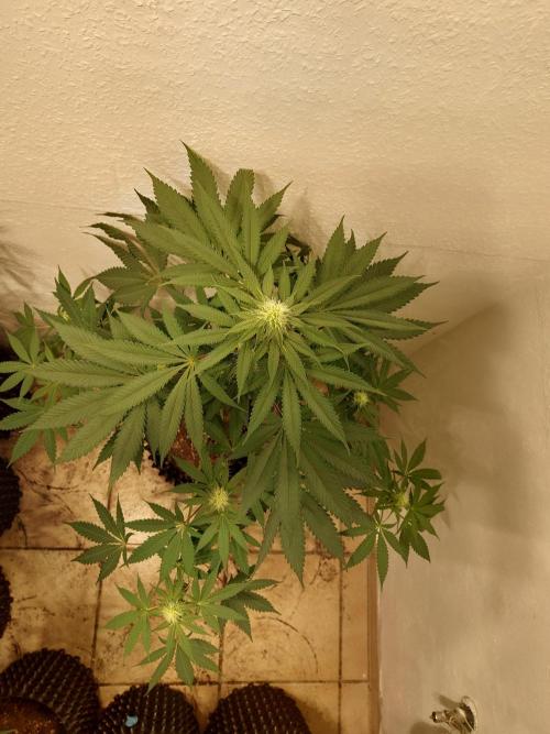 Gas & Funk. Week 8 - Terpgasm