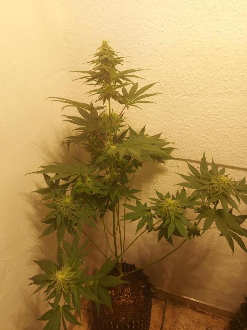 Desert & Candy. Week 9 - Melonbow