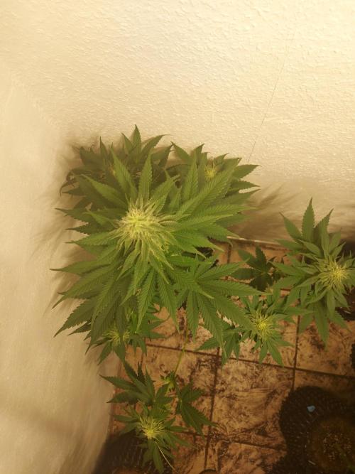 Desert & Candy. Week 9 - Melonbow