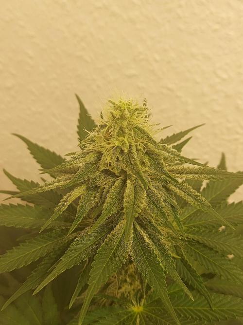 Desert & Candy. Week 9 - Melonbow