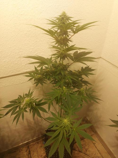 Desert & Candy. Week 9 - Pichu