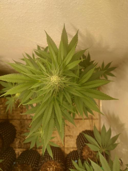 Desert & Candy. Week 9 - Pichu