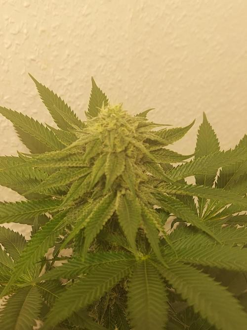 Desert & Candy. Week 9 - Pichu