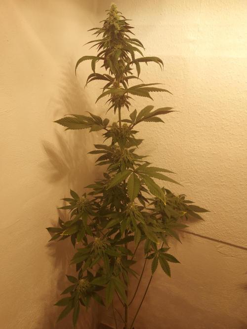 Desert & Candy. Week 9 - Space Station