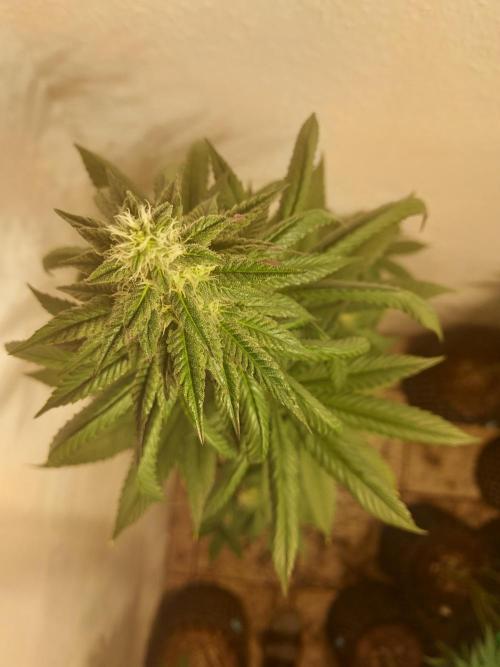 Desert & Candy. Week 9 - Space Station