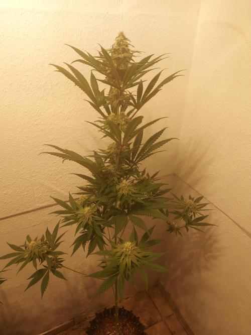 Desert & Candy. Week 9 - Super Drip