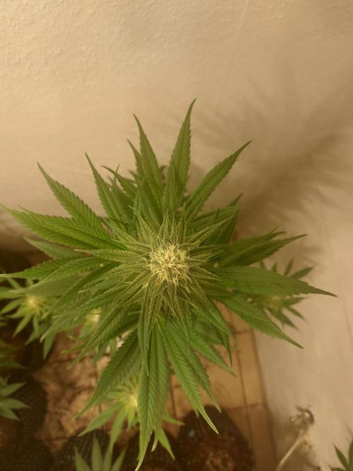 Desert & Candy. Week 9 - Super Drip