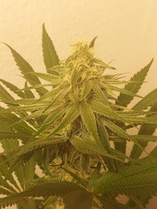 Desert & Candy. Week 9 - Super Drip