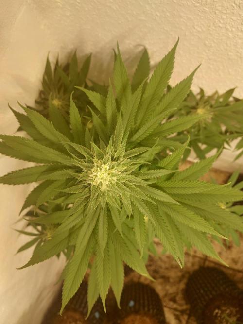 Mixed Hybrids. Week 9 - Forbidden Boof