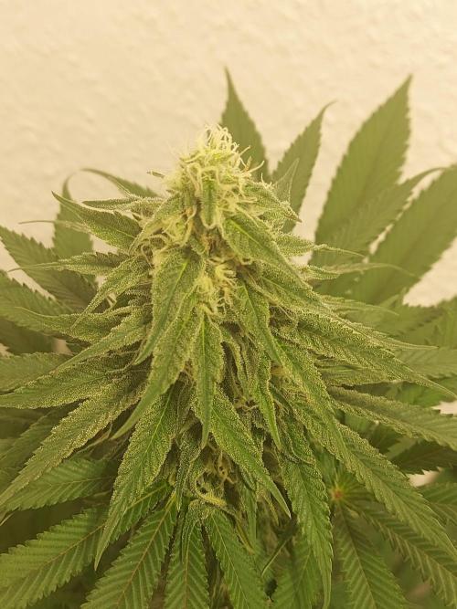 Mixed Hybrids. Week 9 - Forbidden Boof