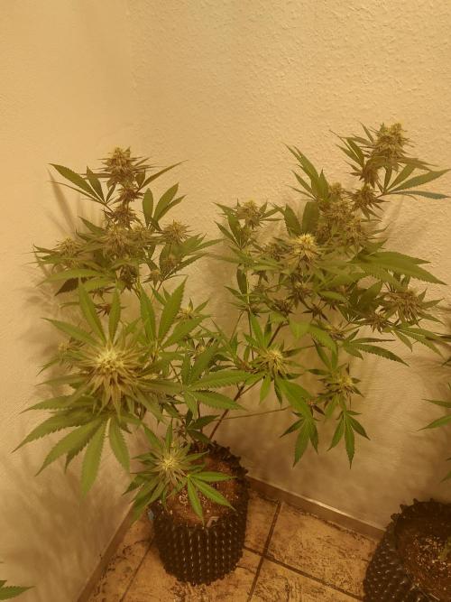 Mixed Hybrids. Week 9 - Gasserole