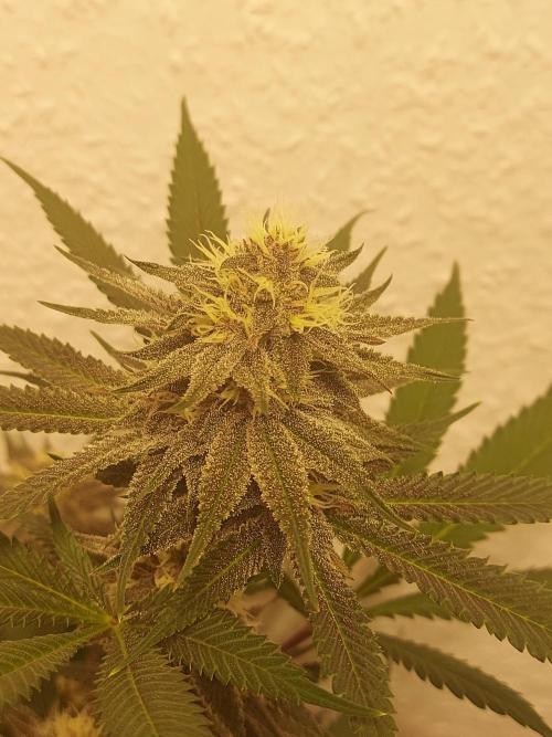 Mixed Hybrids. Week 9 - Gasserole