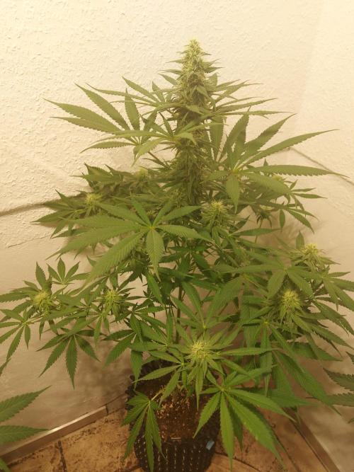 Mixed Hybrids. Week 9 - Motivation