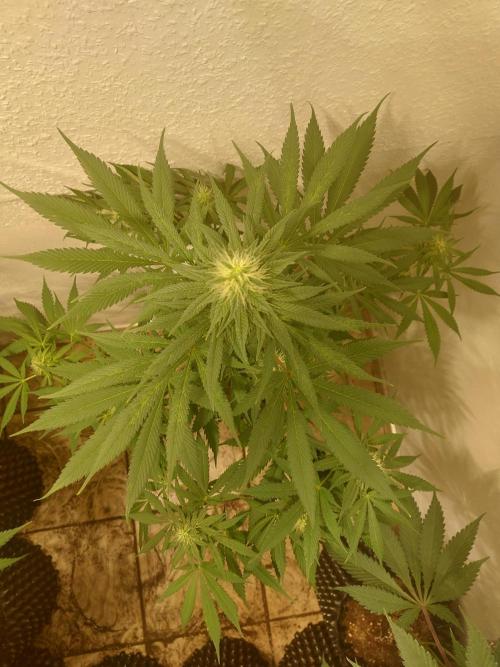 Mixed Hybrids. Week 9 - Motivation