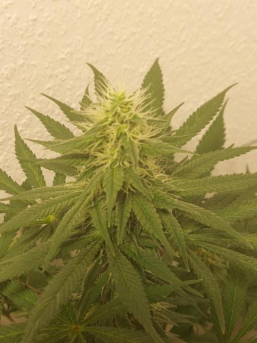 Mixed Hybrids. Week 9 - Motivation