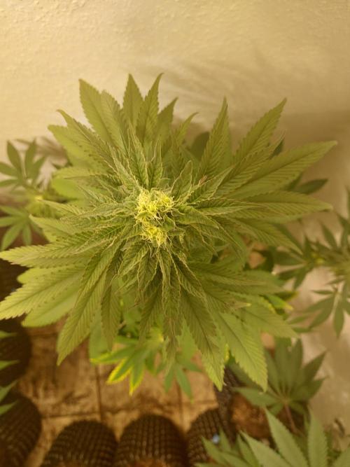 Mixed Hybrids. Week 9 - Shinigami