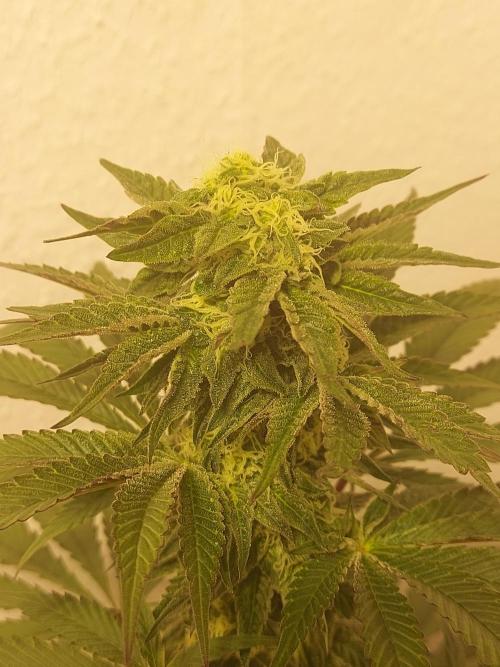 Mixed Hybrids. Week 9 - Shinigami