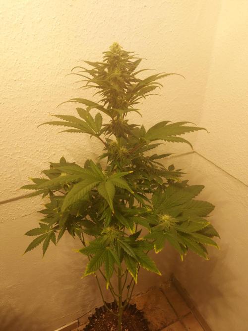 Gas & Funk. Week 9 - Black Belts