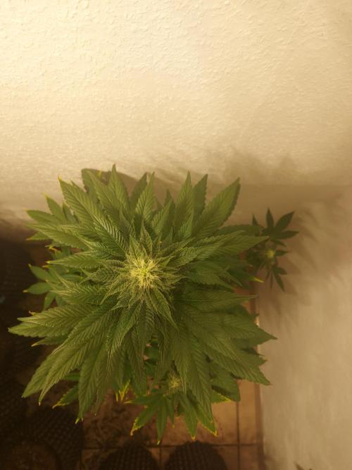 Gas & Funk. Week 9 - Black Belts