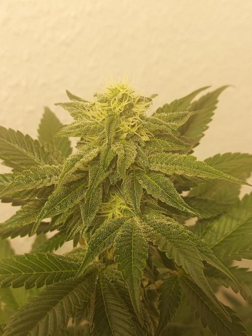 Gas & Funk. Week 9 - Black Belts