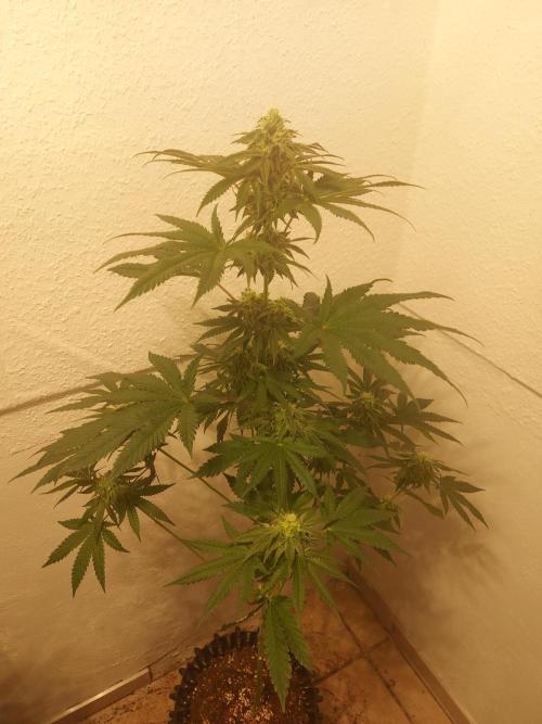 Gas & Funk. Week 9 - Presidential Pardon