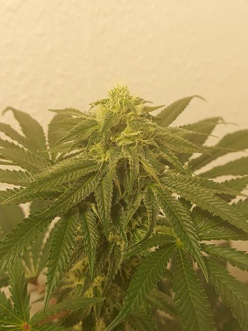 Gas & Funk. Week 9 - Presidential Pardon