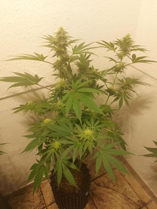 Gas & Funk. Week 9 - Sherbdog