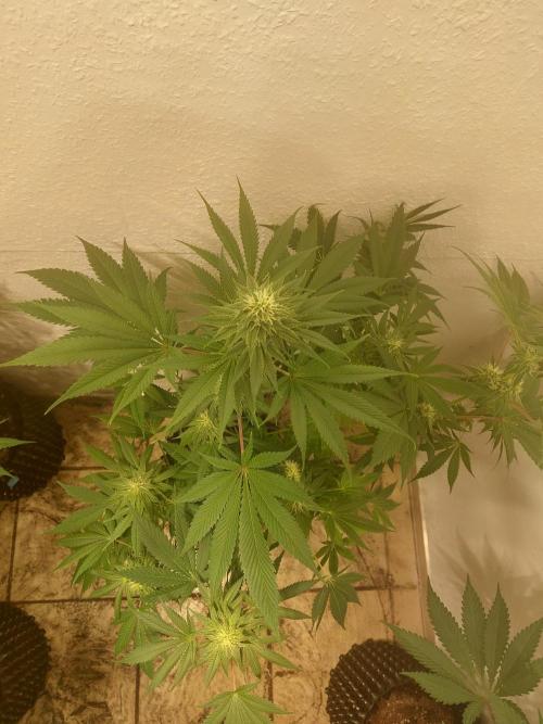 Gas & Funk. Week 9 - Sherbdog