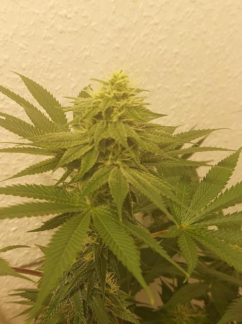 Gas & Funk. Week 9 - Sherbdog