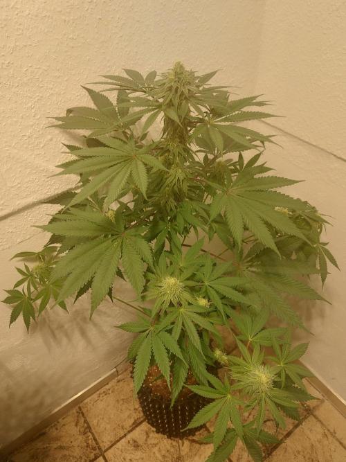 Gas & Funk. Week 9 - Terpgasm