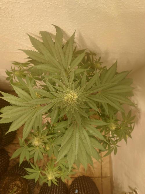 Gas & Funk. Week 9 - Terpgasm