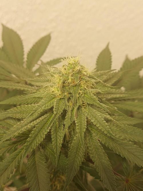 Gas & Funk. Week 9 - Terpgasm